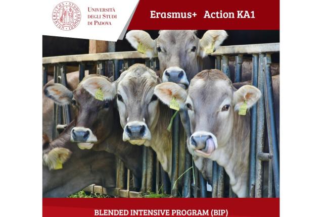 Collegamento a PRECISION TOOLS FOR SUSTAINABLE AND WELFARE-FRIENDLY ANIMAL FARMING